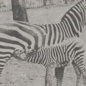 Zebra with young