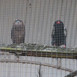 Bateleur Eagle and chick