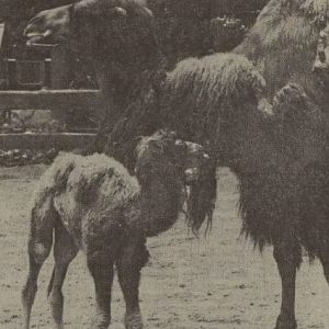 Camel with young