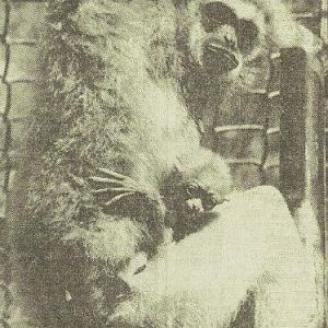 Gibbon with young
