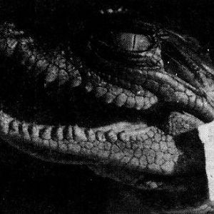 Nile crocodile hatchling