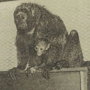 White-faced saki with young