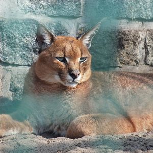 Southern Caracal (Caracal caracal caracal) at Tierpark Berlin - 3 April 201