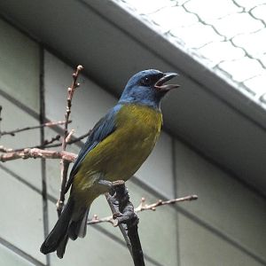 Blue-and-Yellow Tanager (Thraupis bonariensis) at Tierpark Berlin - 3 April