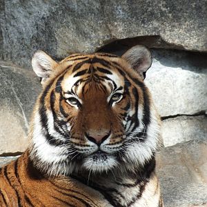 Malayan Tiger (Panthera tigris jacksoni) at Tierpark Berlin - 3 April 2014
