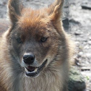 Chinese Dhole (Cuon alpinus lepturus) at Tierpark Berlin - 3 April 2014