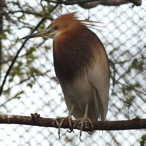 Javan Pond-heron (Ardeola speciosa) at Tierpark Berlin - 3 April 2014