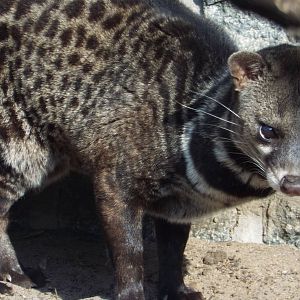 Malayan Civet (Viverra tangalunga tangalunga) at Tierpark Berlin - 3 April