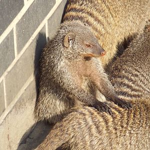 East African Banded Mongoose (Mungos mungo colonus) at Tierpark Berlin - 3
