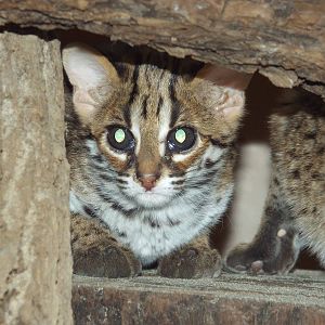 Palawan Leopard Cat (Prionailurus bengalensis heaneyi) at Tierpark Berlin -