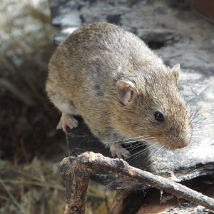 Guenthers Vole (Microtus guentheri) at Tierpark Berlin - 3 April 2014