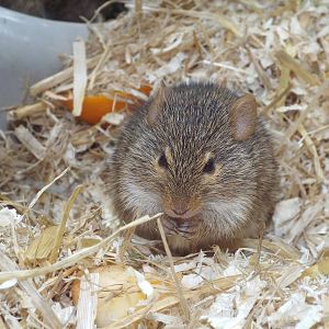 Neumanns Grass Rat (Arvicanthis neumanni) at Tierpark Berlin - 3 April 201