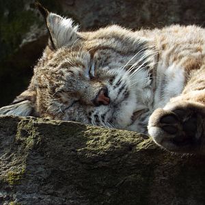 Bobcat (Lynx rufus) at Tierpark Berlin - 3 April 2014