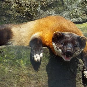 Northern Yellow-throated Marten (Martes flavigula aterrima) at Tierpark Ber