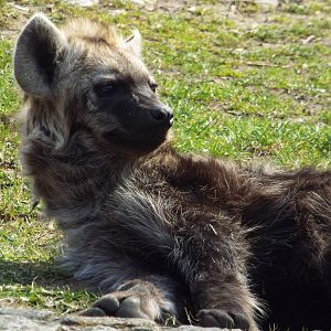 Spotted Hyena (Crocuta crocuta) at Tierpark Berlin - 3 April 2014