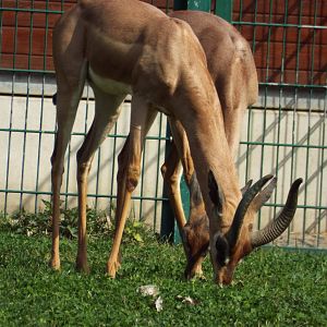 Southern Gerenuk (Litocranius walleri walleri) at Tierpark Berlin - 3 April