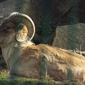 Marco Polo Sheep (Ovis ammon polii) at Tierpark Berlin - 3 April 2014