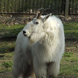 Rocky Mountain Goat (Oreamnos americanus) at Tierpark Berlin - 3 April 2014