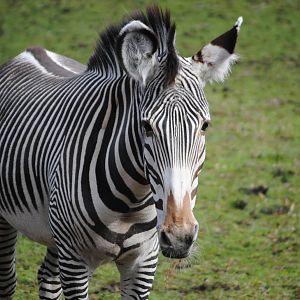 Gr?vy's Zebra