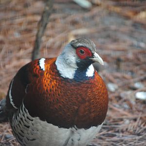 Elliot's Pheasant