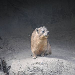 Rock Hyrax
