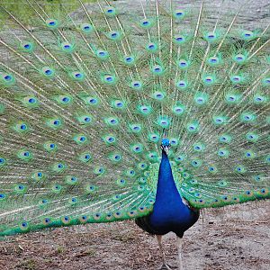 Indian Peafowl
