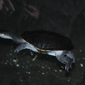 Giant Snake-Necked Turtle