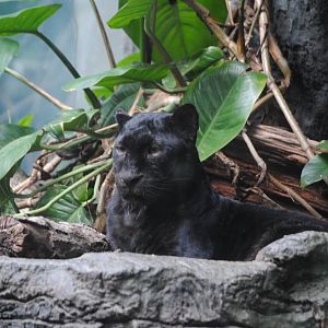 Black Leopard