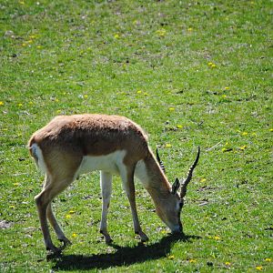 Blackbuck