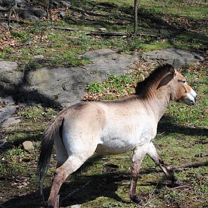 Przewalski's Wild Horse