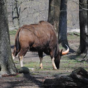 Indian Gaur