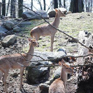 Burmese Brow-Antlered Deer
