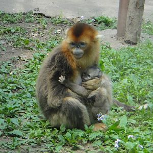 Golden snub-nosed monkey with baby