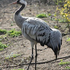European crane
