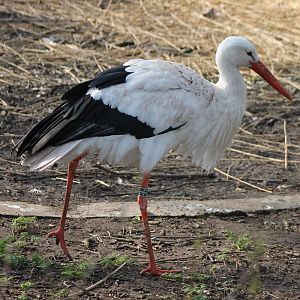 White stork