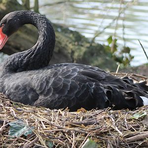 Black swan incubating