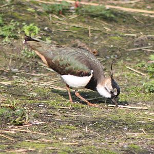 Lapwing