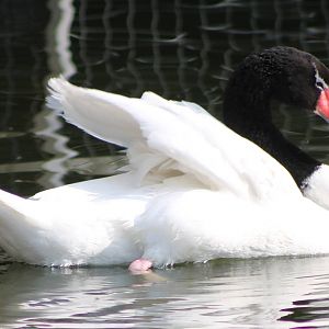 Black-necked swan