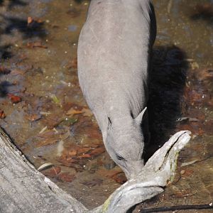 North Sulawesi Babirusa