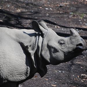 Indian Rhinoceros