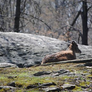 Himalayan Tahr