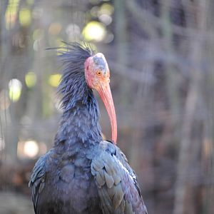 Northern Bald Ibis