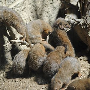 Dwarf Mongooses