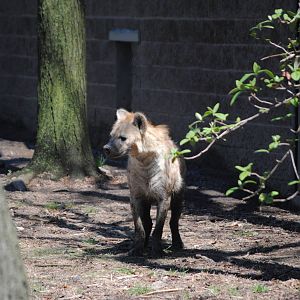 Spotted Hyena