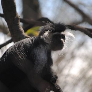 Angolan Colobus