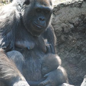 Western Lowland Gorillas