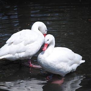 Coscoroba Swans