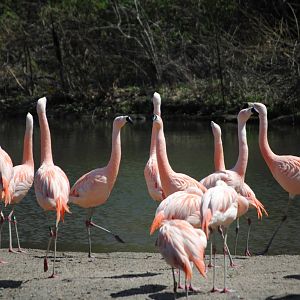 Chilean Flamingos