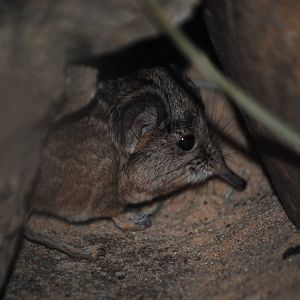 Short-Eared Elephant Shrew