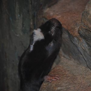 Damaraland Mole Rat